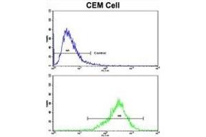 Flow cytometric analysis of CEM cells using TGM4 Antibody (Center)(bottom histogram) compared to a negative control cell (top histogram). (TGM4 Antikörper  (AA 135-164))