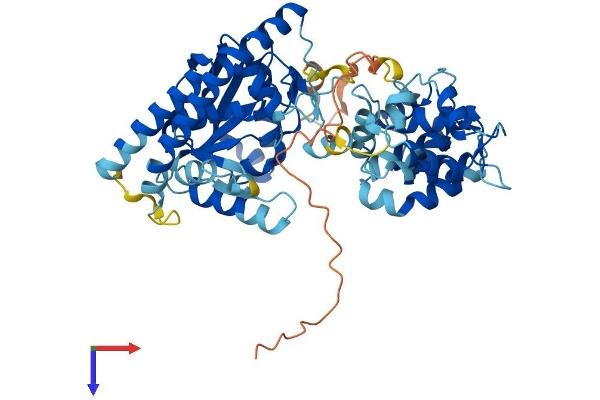 LPCAT1 Protein (AA 1-534) (His tag)