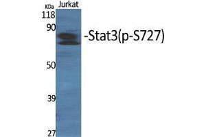 Western Blot (WB) analysis of specific cells using Phospho-Stat3 (S727) Polyclonal Antibody. (STAT3 Antikörper  (pSer727))