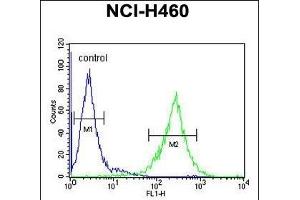 C2orf51 Antibody (Center) (ABIN655008 and ABIN2844643) flow cytometric analysis of NCI- cells (right histogram) compared to a negative control cell (left histogram). (TEX37 Antikörper  (AA 73-101))