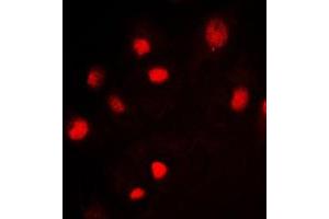 Immunofluorescence (IF) image for anti-Minichromosome Maintenance Complex Component 2 (MCM2) (N-Term) antibody (ABIN7296270)