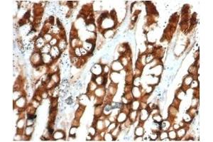 Formalin-fixed, paraffin-embedded feline (cat) small intestine stained with Ep-CAM Mouse Monoclonal Antibody (EGP40/1384). (EpCAM Antikörper  (Extracellular Domain))