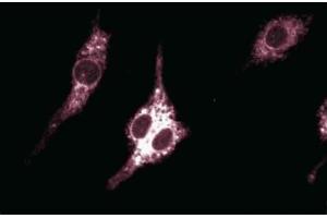 Immunofluorescent staining of Mouse Macrophages. (PTGS2 Antikörper  (AA 368-604))