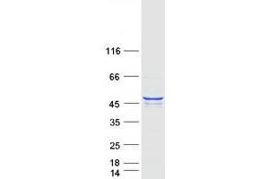 Validation with Western Blot (PDK3 Protein (Transcript Variant 2) (Myc-DYKDDDDK Tag))