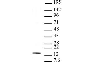 Histone H2Av antibody (mAb) tested by Western blot. (H2AFV Antikörper  (C-Term))