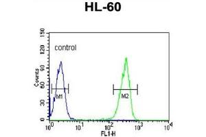 Flow Cytometry (FACS) image for anti-Keratin 9 (KRT9) antibody (ABIN3003130) (KRT9 Antikörper)