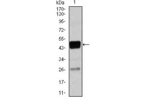 Western blot analysis using CEBPA antibody against THP-1 (1) cell lysate. (CEBPA Antikörper)