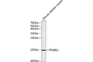 Western blot analysis of extracts of mouse skeletal muscle, using POLR2J antibody (ABIN6131055, ABIN6145928, ABIN6145929 and ABIN6217697) at 1:1000 dilution. (POLR2J Antikörper  (AA 1-117))