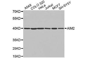 Western blot analysis of extracts of various cell lines, using AIM2 antibody. (AIM2 Antikörper  (AA 1-260))