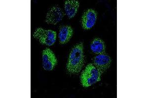 Confocal immunofluorescent analysis of IL13 Antibody (C-term) (ABIN657659 and ABIN2846653) with NCI- cell line followed by Alexa Fluor 488-conjugated goat anti-rabbit lgG (green). (IL-13 Antikörper  (C-Term))