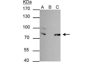 IP Image FUBP-1 antibody immunoprecipitates FUBP-1 protein in IP experiments. (FUBP1 Antikörper)