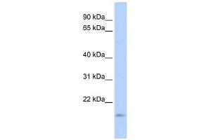 anti-Tumor Necrosis Factor, alpha-Induced Protein 8-Like 1 (TNFAIP8L1) (Middle Region) antibody