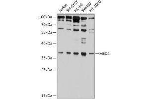 Western blot analysis of extracts of various cell lines, using MED4 antibody (ABIN6129668, ABIN6143705, ABIN6143707 and ABIN6224908) at 1:1000 dilution. (MED4 Antikörper  (AA 1-270))