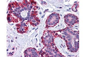 Anti-VPS37C antibody IHC of human breast. (VPS37C Antikörper  (AA 2-16))