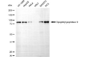 anti-Dipeptidyl-Peptidase 9 (DPP9) antibody