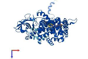 ACOX1 Protein (AA 1-660) (His tag)