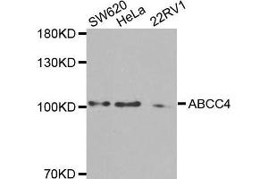 Western Blotting (WB) image for anti-ATP-Binding Cassette, Sub-Family C (CFTR/MRP), Member 4 (ABCC4) (AA 495-705) antibody (ABIN3023193)