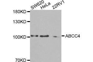 ABCC4 antibody  (AA 495-705)