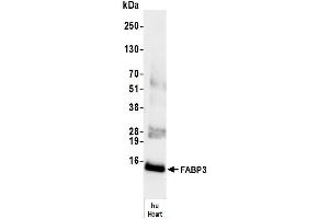 Western Blotting (WB) image for anti-Fatty Acid Binding Protein 3, Muscle and Heart (FABP3) antibody (ABIN7795612)