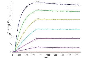 EPCAM Recombinant Monoclonal Antibody  captured on Protein A Chip can bind Human EPCAM with an affinity constant of 0.