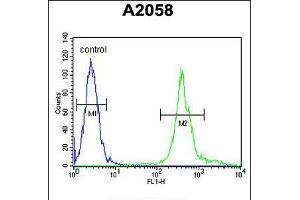 Flow cytometric analysis of A2058 cells (right histogram) compared to a negative control cell (left histogram). (MRPS24 Antikörper  (AA 21-50))