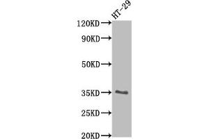 Western Blot Positive WB detected in: HT-29 whole cell lysate All lanes: EPCAM antibody at 1:2000 Secondary Goat polyclonal to rabbit IgG at 1/50000 dilution Predicted band size: 35 kDa Observed band size: 35 kDa (Rekombinanter EpCAM Antikörper)