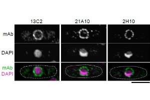Immunofluorescence (IF) image for anti-Nucleoporin 98kDa (NUP98) (GLFG Motif), (N-Term) antibody (ABIN2452064)