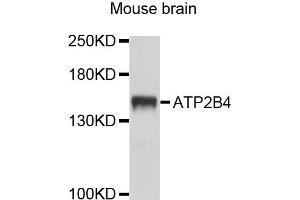 Western blot analysis of extracts of mouse brain cells, using ATP2B4 antibody. (ATP2B4 Antikörper)