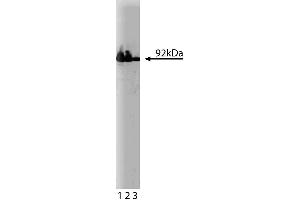 Western blot analysis of beta-Catenin on HeLa cell lysate. (beta Catenin Antikörper  (AA 571-781))