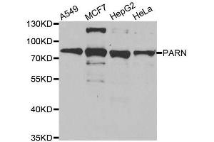 Western blot analysis of extracts of various cell lines, using PARN antibody. (PARN Antikörper  (AA 1-280))