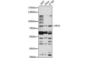 Western blot analysis of extracts of various cell lines, using RFX3 antibody (ABIN7269904) at 1:1000 dilution. (RFX3 Antikörper  (AA 280-430))