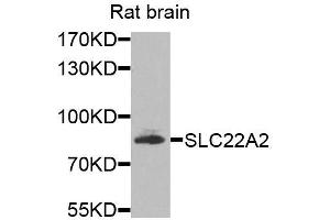 Western blot analysis of extracts of rat brain, using SLC22A2 antibody (ABIN5974890) at 1/1000 dilution. (SLC22A2 Antikörper)