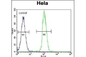 TrkA-p Antibody (ABIN652381 and ABIN2841827) flow cytometric analysis of Hela cells (right histogram) compared to a negative control cell (left histogram). (TrkA-pY791 (AA 769-796) Antikörper)