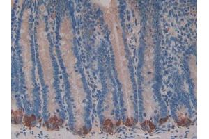 IHC-P analysis of Rat Intestine Tissue, with DAB staining. (BRCA2 Antikörper  (AA 2913-3151))