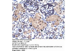 Immunohistochemistry with Human kidney lysate tissue (SNAPC2 Antikörper  (Middle Region))
