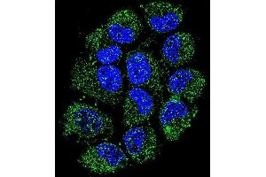 Confocal immunofluorescent analysis of C Antibody (N-term) (ABIN655105 and ABIN2844737) with NCI- cell followed by Alexa Fluor 488-conjugated goat anti-rabbit lgG (green). (C12ORF29 Antikörper  (N-Term))