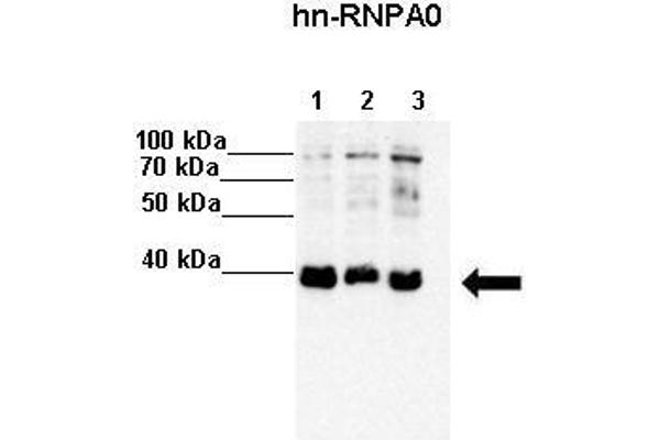 HNRNPA0 Antikörper  (Middle Region)