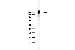 anti-Nucleoporin 214kDa (NUP214) (C-Term) antibody