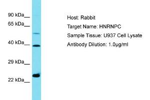 Host: Rabbit Target Name: HNRNPC Sample Type: U937 Whole Cell lysates Antibody Dilution: 1. (HNRNPC Antikörper  (C-Term))