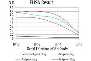 Black line: Control Antigen (100 ng);Purple line: Antigen (10ng); Blue line: Antigen (50 ng); Red line:Antigen (100 ng) (Complement C3c Antikörper  (AA 1521-1649))