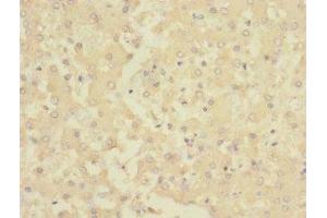 Immunohistochemistry of paraffin-embedded human liver tissue using ABIN7142967 at dilution of 1:100 (CHRNE Antikörper  (AA 21-239))