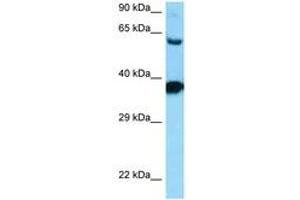 Image no. 1 for anti-Dopamine Receptor D3 (DRD3) (AA 270-319) antibody (ABIN6748182) (DRD3 Antikörper  (AA 270-319))