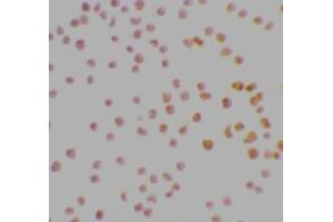 Immunocytochemical staining of MOLT4 cells using DRAK1 antibody at 2μg/ml. (STK17A Antikörper  (AA 5-19))