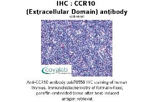 Image no. 1 for anti-Chemokine (C-C Motif) Receptor 10 (CCR10) (2nd Extracellular Domain) antibody (ABIN1732757) (CCR10 Antikörper  (2nd Extracellular Domain))