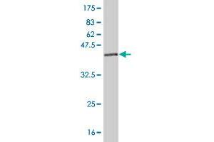 Western Blotting (WB) image for anti-NADH Dehydrogenase (Ubiquinone) 1, alpha/beta Subcomplex, 1, 8kDa (NDUFAB1) (AA 1-156) antibody (ABIN518234)