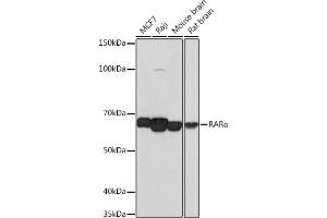 Western blot analysis of extracts of various cell lines, using RARα antibody (ABIN7269946) at 1:1000 dilution.