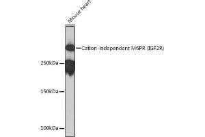 Western blot analysis of extracts of Mouse heart, using Cation-independent Cation-independent M6PR (IGF2R) (IGF2R) Rabbit mAb (ABIN1678848, ABIN3018066, ABIN3018067 and ABIN7101574) at 1:1000 dilution. (IGF2R Antikörper)