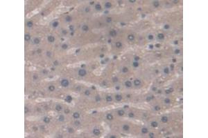 Used in DAB staining on fromalin fixed paraffin- embedded Kidney tissue (NOS2 Antikörper  (AA 530-693))