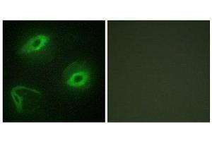 Immunofluorescence (IF) image for anti-Latherin (LATH) (Internal Region) antibody (ABIN1849748) (LATH Antikörper  (Internal Region))