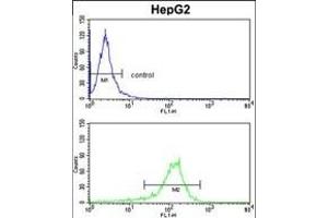 GGTLA1 Antibody (N-term) (ABIN391586 and ABIN2841518) flow cytometry analysis of HepG2 cells (bottom histogram) compared to a negative control cell (top histogram). (GGT5 Antikörper  (N-Term))